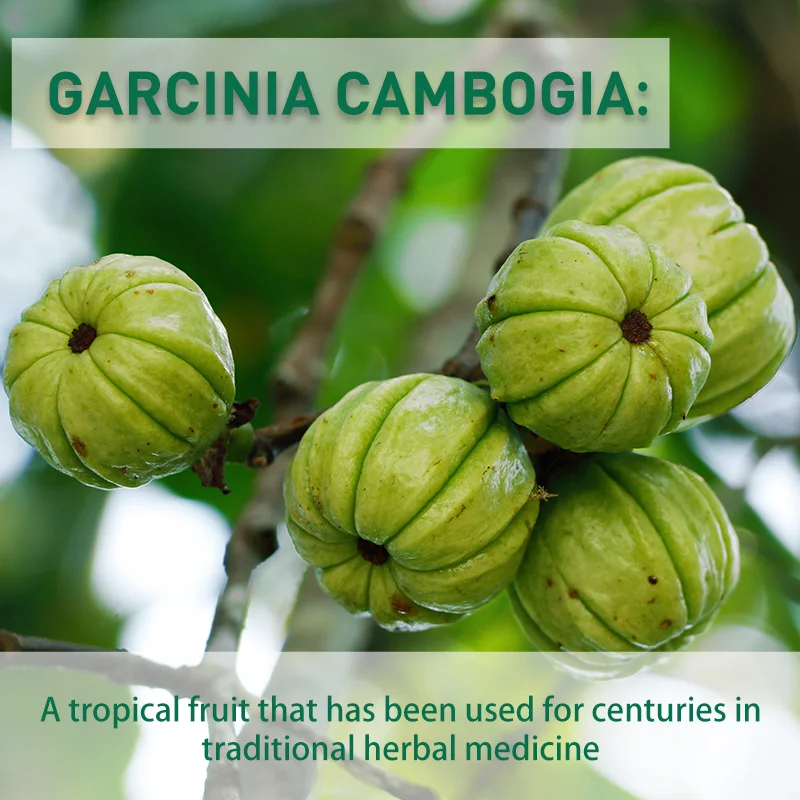 Cápsulas de Garcinia Cambogia  - Garcinia Cambogia Extract avaliação e preço