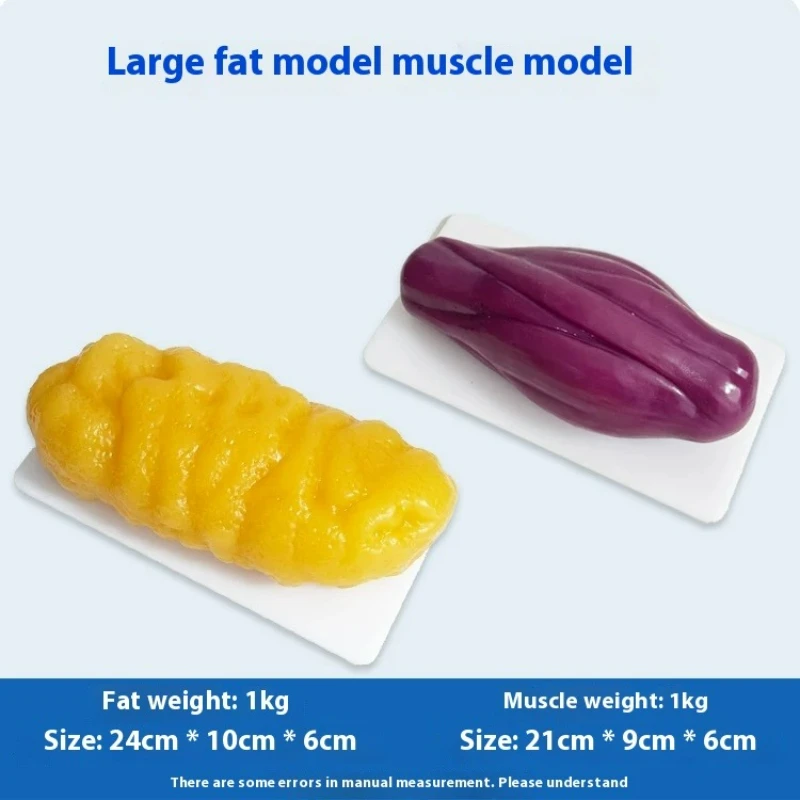 Réplicas de Músculos e Gordura - Fitness With Nutrition avaliação e preço
